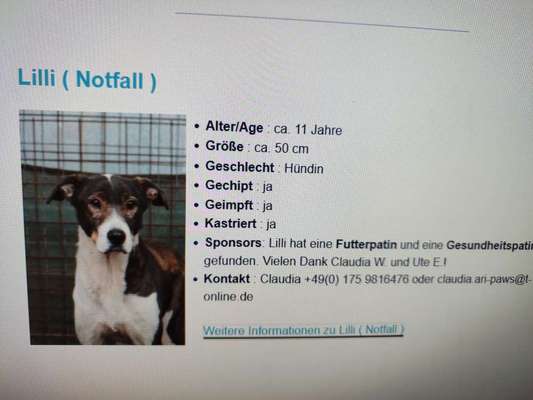 Tierschutzhunde suchen ein Zuhause-Beitrag-Bild