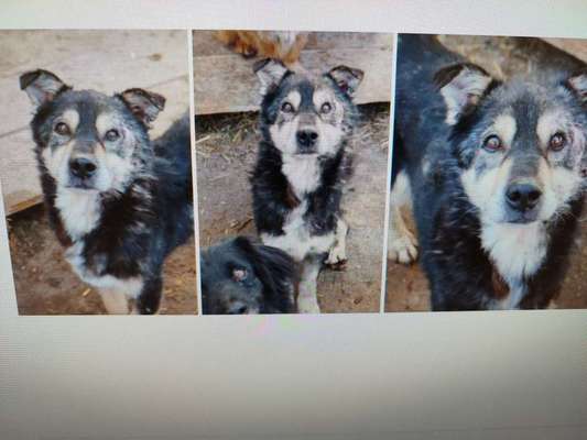 Tierschutzhunde suchen ein Zuhause-Beitrag-Bild