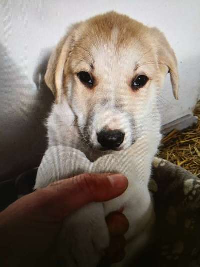 Tierschutzhunde suchen ein Zuhause-Beitrag-Bild