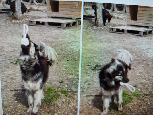 Tierschutzhunde suchen ein Zuhause-Beitrag-Bild