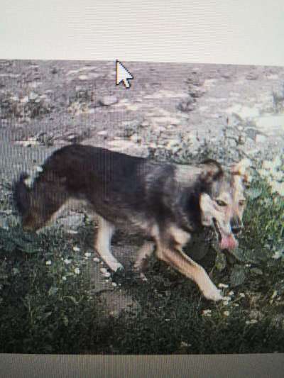 Tierschutzhunde suchen ein Zuhause-Beitrag-Bild