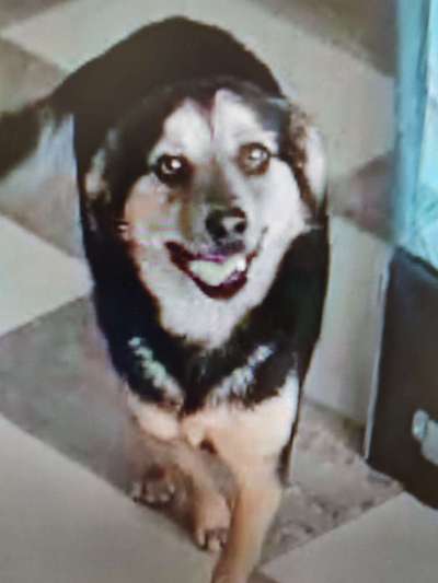 Tierschutzhunde suchen ein Zuhause-Beitrag-Bild