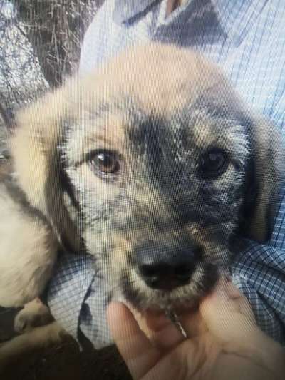 Tierschutzhunde suchen ein Zuhause-Beitrag-Bild