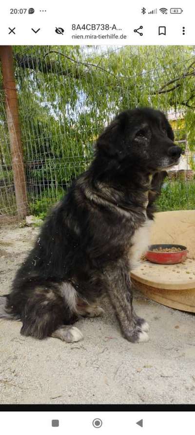 Tierschutzhunde suchen ein Zuhause-Beitrag-Bild