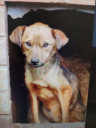 Tierschutzhunde suchen ein Zuhause-Beitrag-Bild