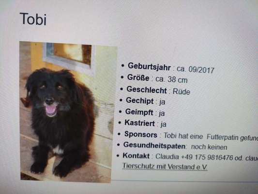 Tierschutzhunde suchen ein Zuhause-Beitrag-Bild