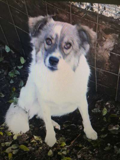 Tierschutzhunde suchen ein Zuhause-Beitrag-Bild