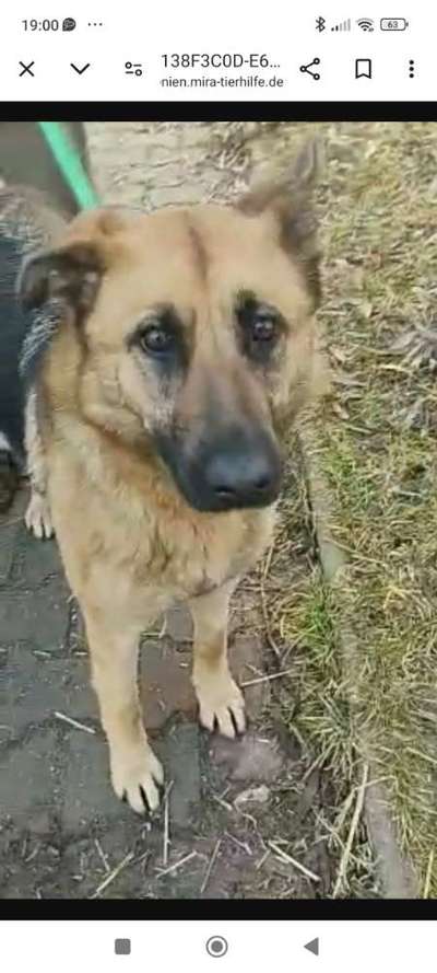 Tierschutzhunde suchen ein Zuhause-Beitrag-Bild