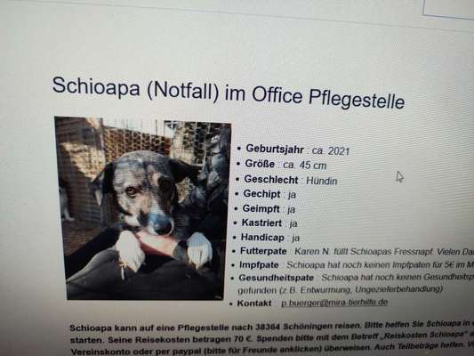 Tierschutzhunde suchen ein Zuhause-Beitrag-Bild