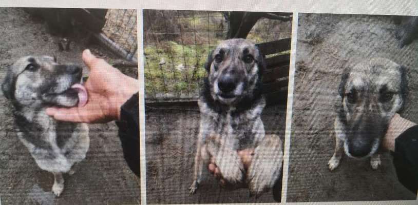 Tierschutzhunde suchen ein Zuhause-Beitrag-Bild