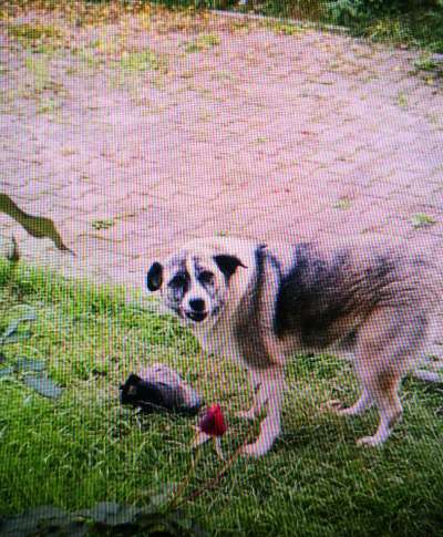 Tierschutzhunde suchen ein Zuhause-Beitrag-Bild