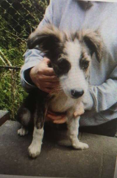 Tierschutzhunde suchen ein Zuhause-Beitrag-Bild