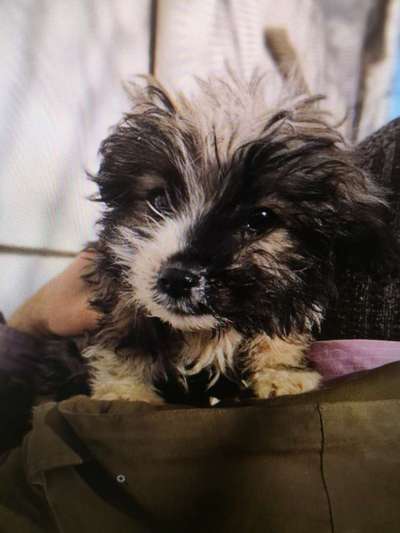 Tierschutzhunde suchen ein Zuhause-Beitrag-Bild