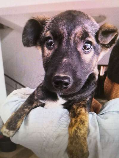 Tierschutzhunde suchen ein Zuhause-Beitrag-Bild