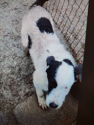 Tierschutzhunde suchen ein Zuhause-Beitrag-Bild