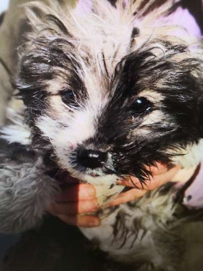 Tierschutzhunde suchen ein Zuhause-Beitrag-Bild