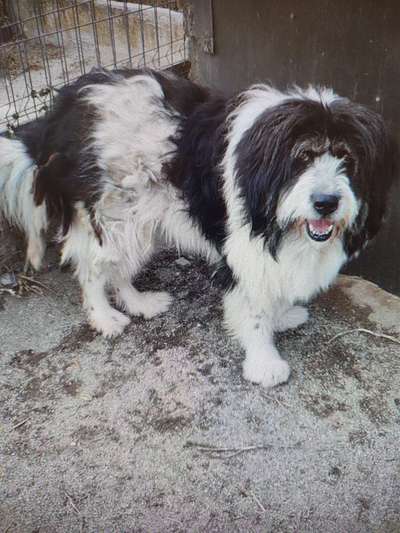 Tierschutzhunde suchen ein Zuhause-Beitrag-Bild