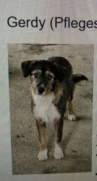 Tierschutzhunde suchen ein Zuhause-Beitrag-Bild