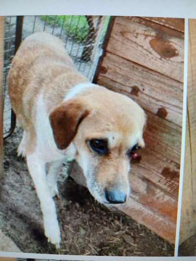 Tierschutzhunde suchen ein Zuhause-Beitrag-Bild