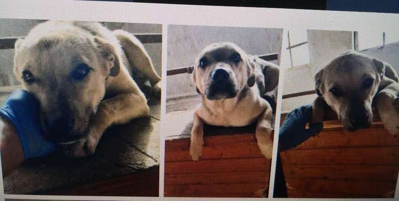 Tierschutzhunde suchen ein Zuhause-Beitrag-Bild