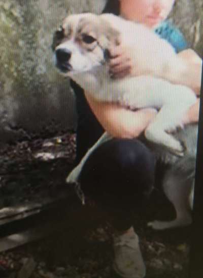 Tierschutzhunde suchen ein Zuhause-Beitrag-Bild