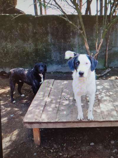 Tierschutzhunde suchen ein Zuhause-Beitrag-Bild