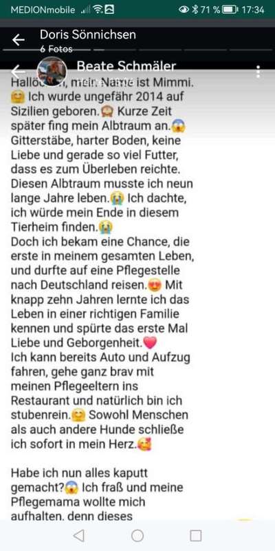 Tierschutzhunde suchen ein Zuhause-Beitrag-Bild