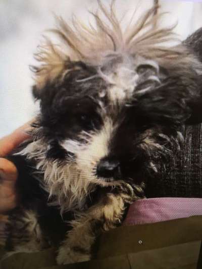 Tierschutzhunde suchen ein Zuhause-Beitrag-Bild