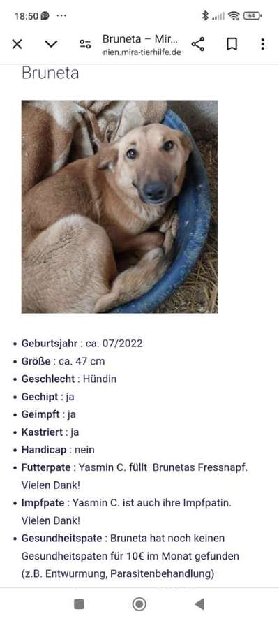 Tierschutzhunde suchen ein Zuhause-Beitrag-Bild