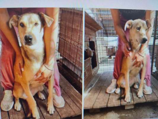 Tierschutzhunde suchen ein Zuhause-Beitrag-Bild