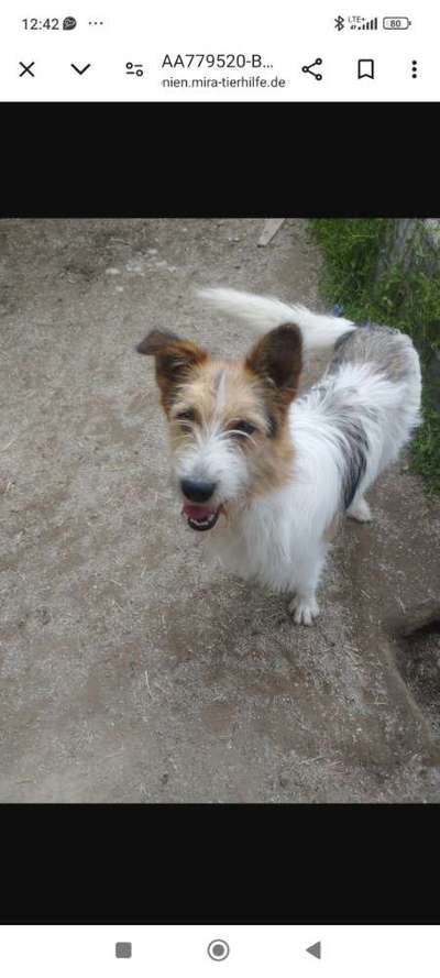 Tierschutzhunde suchen ein Zuhause-Beitrag-Bild