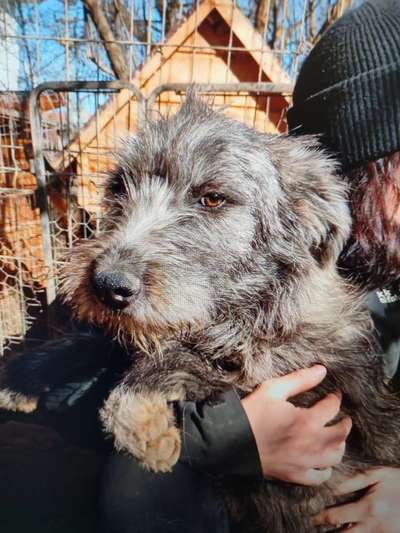Tierschutzhunde suchen ein Zuhause-Beitrag-Bild