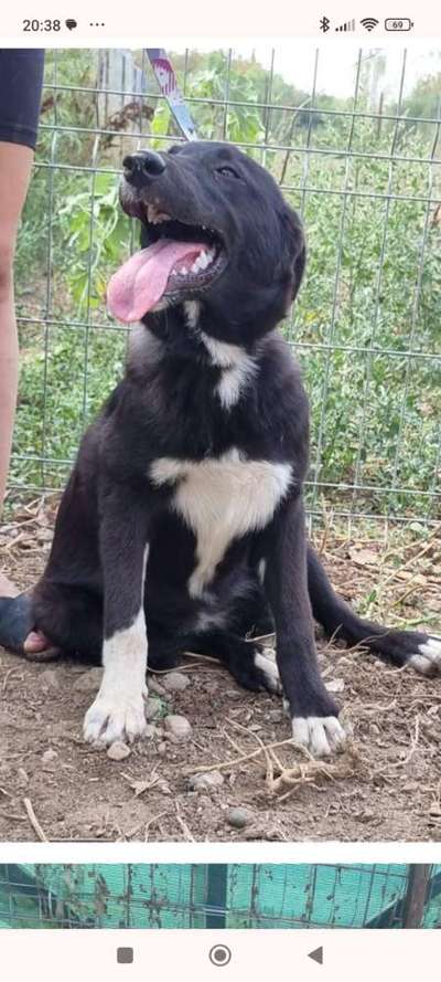 Tierschutzhunde suchen ein Zuhause-Beitrag-Bild