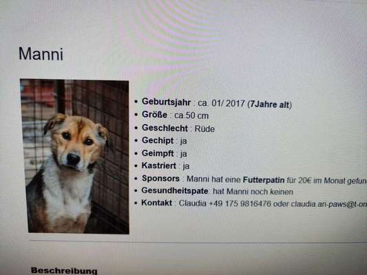 Tierschutzhunde suchen ein Zuhause-Beitrag-Bild