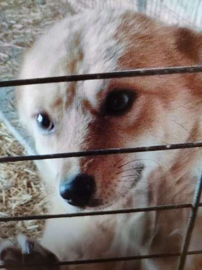 Tierschutzhunde suchen ein Zuhause-Beitrag-Bild