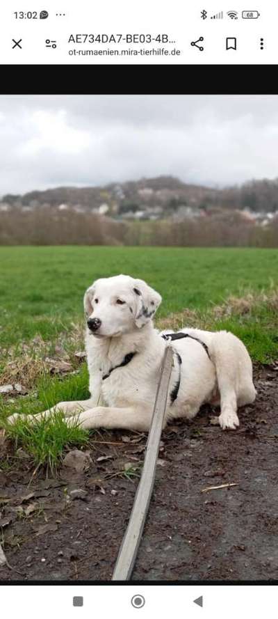 Tierschutzhunde suchen ein Zuhause-Beitrag-Bild