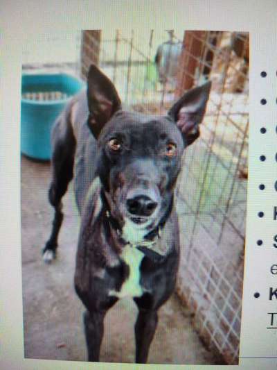 Tierschutzhunde suchen ein Zuhause-Beitrag-Bild