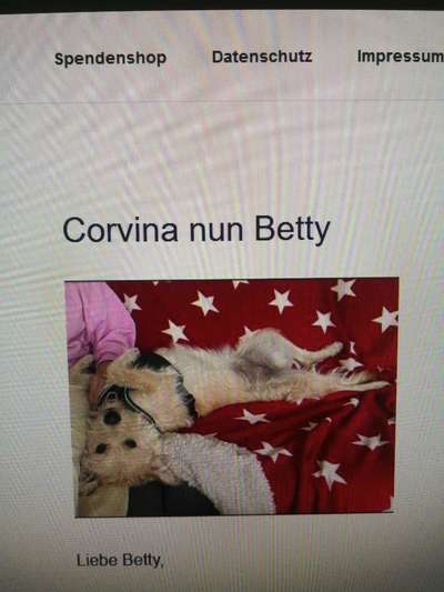 Tierschutzhunde suchen ein Zuhause-Beitrag-Bild