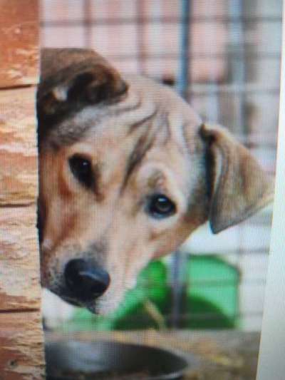 Tierschutzhunde suchen ein Zuhause-Beitrag-Bild