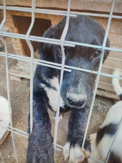 Tierschutzhunde suchen ein Zuhause-Beitrag-Bild