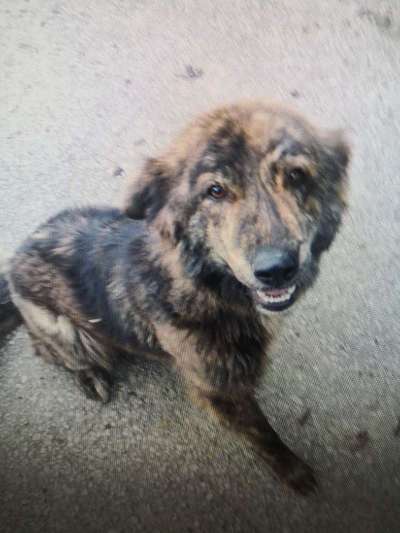 Tierschutzhunde suchen ein Zuhause-Beitrag-Bild