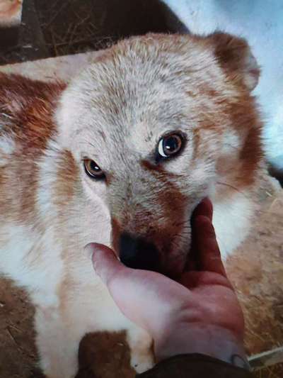 Tierschutzhunde suchen ein Zuhause-Beitrag-Bild