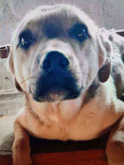 Tierschutzhunde suchen ein Zuhause-Beitrag-Bild