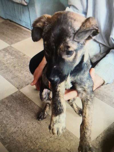 Tierschutzhunde suchen ein Zuhause-Beitrag-Bild