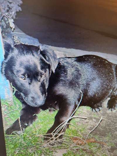 Tierschutzhunde suchen ein Zuhause-Beitrag-Bild