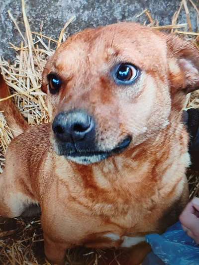 Tierschutzhunde suchen ein Zuhause-Beitrag-Bild