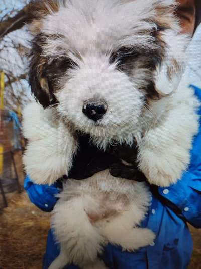 Tierschutzhunde suchen ein Zuhause-Beitrag-Bild