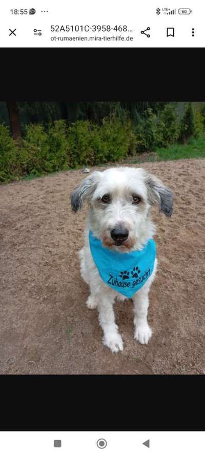 Tierschutzhunde suchen ein Zuhause-Beitrag-Bild