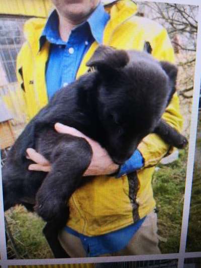Tierschutzhunde suchen ein Zuhause-Beitrag-Bild