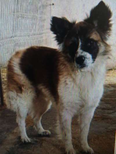 Tierschutzhunde suchen ein Zuhause-Beitrag-Bild